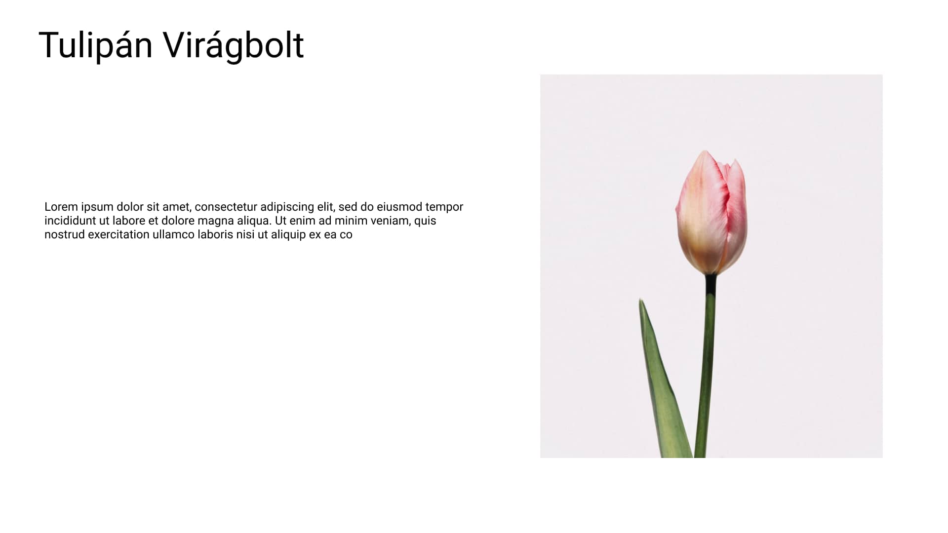 Tulipán Virágbolt 1 perc